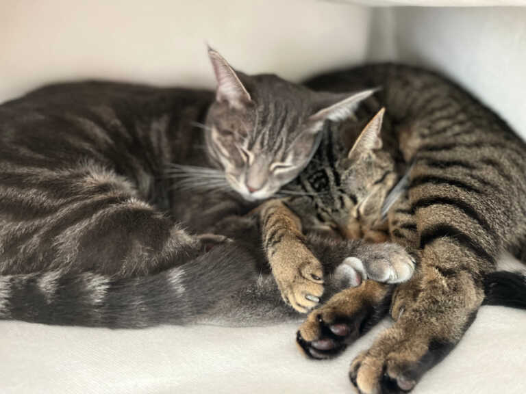 two cats curled up next to each other on a couch